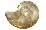 Cut & Polished Ammonite Fossil (Half) - Madagascar #308098-1